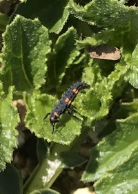 大根の芽に虫がつかないようにするにはどうしたらいいですか 大根の Yahoo 知恵袋