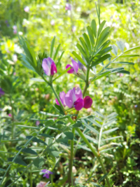 この花の名前と 花言葉教えてください カラスノエンドウと言いま Yahoo 知恵袋