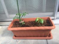 ミニトマトを一株買いました育てるのに必要なプランターサイズ Yahoo 知恵袋