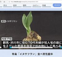 サフランの球根の食べ方は サフランを育てていますが 昨年５球植え Yahoo 知恵袋