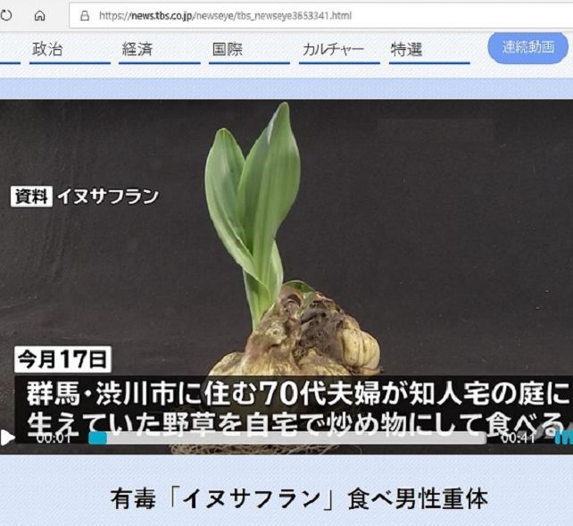 イヌサフラン」という有毒の植物にお詳しい方へお伺いをいたします。・... - Yahoo!知恵袋