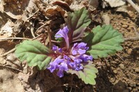 この植物名を教えてくださいカキドオシではないと思いました キランソウ Ht Yahoo 知恵袋