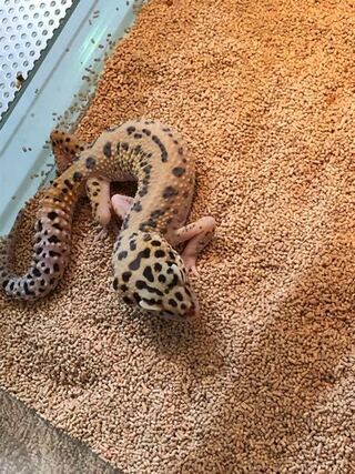 拒食 レオパ