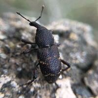 自宅にてドングリから発生したゾウムシの幼虫駆除について 虫と発生源のドングリ Yahoo 知恵袋