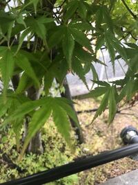 もみじの木に毛虫がいっぱいいます涙 どうしたらいいですか 気 Yahoo 知恵袋