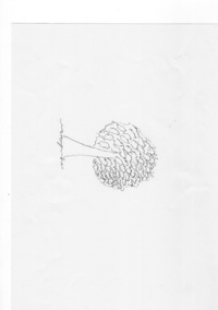 バウムテストをやってみたので診断お願いします 問題文には 一本の実の Yahoo 知恵袋