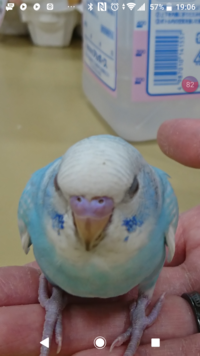 先日セキセイインコの雄を飼い始めました 年齢と誕生日がわからないのです Yahoo 知恵袋