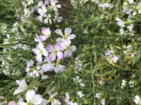 白い菜の花って有りますか よく畑に大根の葉が白く菜の花みたいに咲いています Yahoo 知恵袋