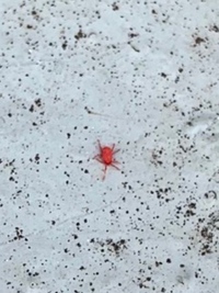 キッチンに今 赤い小さな虫が大量発生しています しかし ネットで調べたのです Yahoo 知恵袋