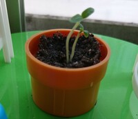 ミニトマトは何日で芽が出るのですか 今日 ミニトマトの種をまいたの Yahoo 知恵袋