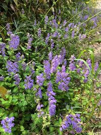 山で可憐な花を見つけましたが花の名前が判りません アキギリ ラシ Yahoo 知恵袋