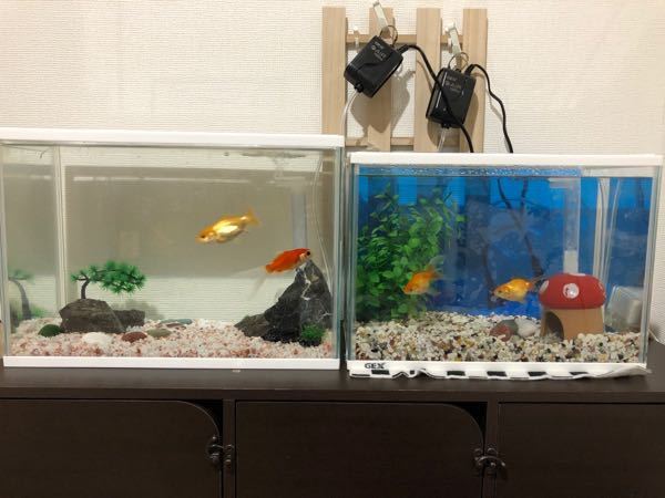 金魚エビ水槽レイアウト飼育について 本日立ち上げ水槽 2です 左 小赤 と Yahoo 知恵袋