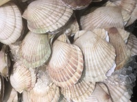 帆立の貝殻を工作に使いたいのですが 貝に付着した 緑色の苔とかわかめ ふじつ Yahoo 知恵袋