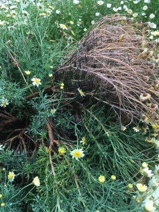 花壇に植えているマーガレットが 長雨が続いたせいか 枯れてきたり クニャッとし Yahoo 知恵袋