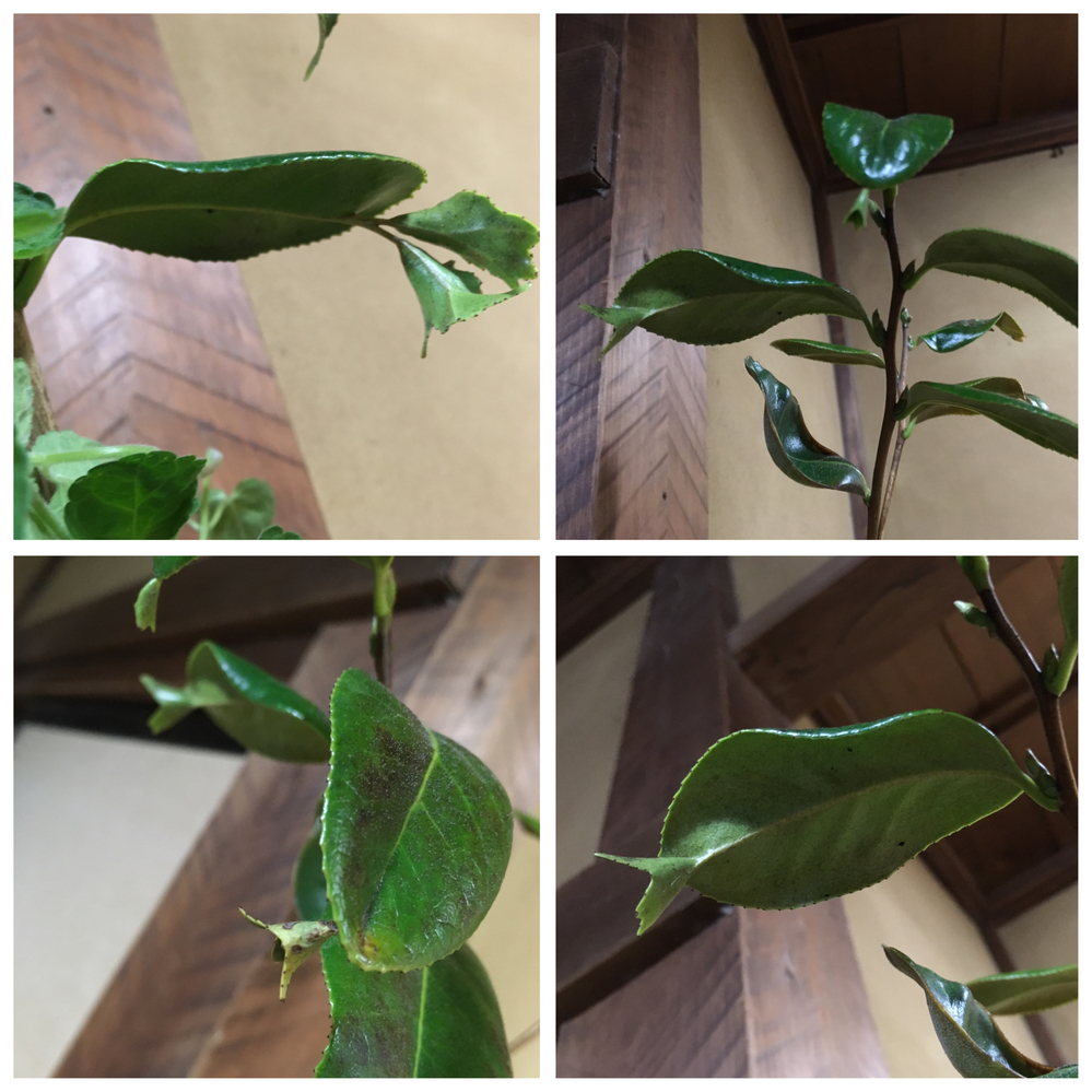 葉っぱの先に葉っぱがある植物についてです。訪問先のお宅の花瓶に