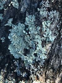 桜の木に白い苔が生えてますどうしたら無くせるでしょうか教えてく Yahoo 知恵袋