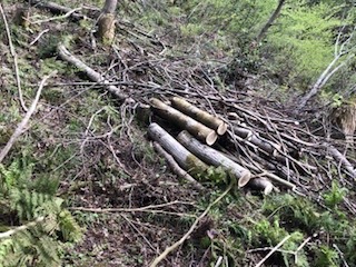 枯れ枝の処理について、質問します。山仕事で大量の枯れ木が出たのです 