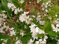 生垣のこの白い小さな花の植物は何と言う名前でしょうか アカ Yahoo 知恵袋