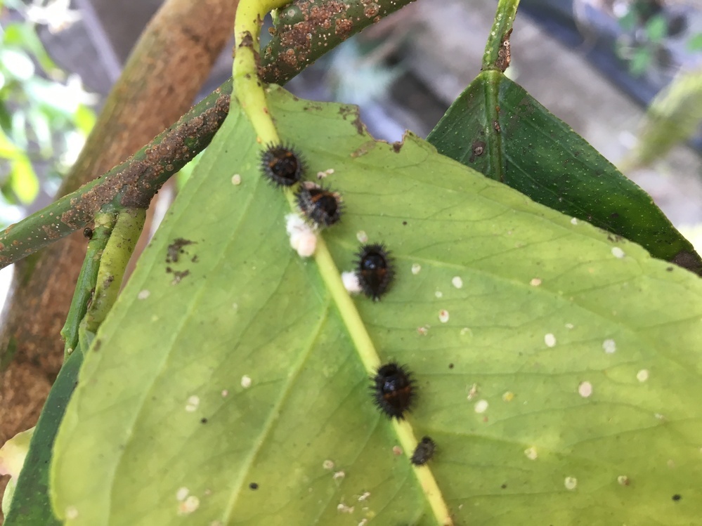 レモンに付いている 黒い虫の名前を教えてください害虫だった場合 駆除 Yahoo 知恵袋