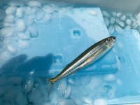アンコウの釣り方を教えて下さい 浮きに針をつけて餌をつけて沈めておきま Yahoo 知恵袋
