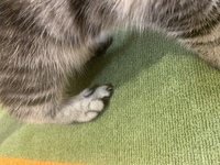 猫カフェの猫ちゃんなんですが 足の指が腫れて ます これは病気か怪我 Yahoo 知恵袋
