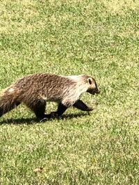 先日兵庫県のゴルフ場で写真の動物がいました この動物の名前は何 Yahoo 知恵袋