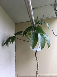 窓の無いトイレでも育てられる観葉植物 我が家のトイレには窓が無いので日光が Yahoo 知恵袋