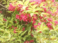 赤い花が咲く木の名前を教えてください ベニウツギかな Http Ww Yahoo 知恵袋