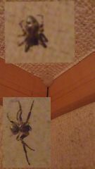 ゲジゲジは 卵で増えるのですか うちでたくさん発生して困っていま Yahoo 知恵袋