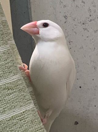 この文鳥の性別を教えてください オスだと もっと鼻の穴のあるあたりの嘴が盛 Yahoo 知恵袋