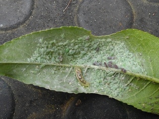 桃の木に白い虫がわいていました この虫はアブラムシでしょうか マサキに使ったス Yahoo 知恵袋