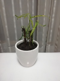 ダイソーでクロトンという観葉植物を購入しました 小さなプラスチックのポットの Yahoo 知恵袋