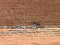 家のデッキにグレーの小さい虫が大量発生しました 駆除方法 害があるのかなど教え Yahoo 知恵袋