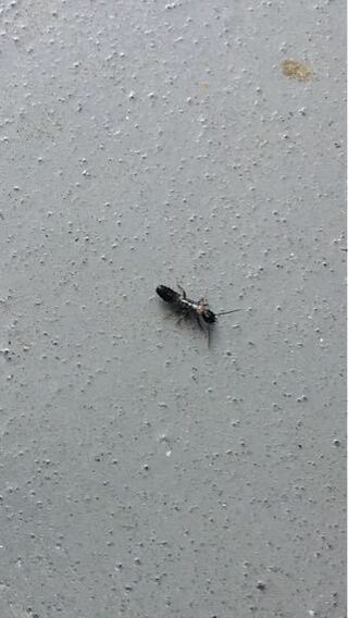 写真の虫がベランダに大量発生してるんですけどゴキブリの幼虫ですか シロア Yahoo 知恵袋