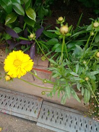 写真のように黄色いカーネーションの花弁の形に似た花弁を持つ花の名前を教えてくだ Yahoo 知恵袋