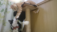 先住猫に嫌がらせをする新人猫はお仕置きですか ダメだにゃ Yahoo 知恵袋