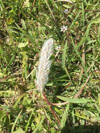 河川敷の草です すごくふわふわした草です 名前を教えてください Yahoo 知恵袋
