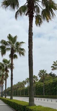 ヤシの木はハワイとか暑いところでしか生育できないはずなのに、千葉とかにもあるのは、どういうからくりですか？ 品種改良したのですか？
寒くなっても枯れない種別もあったのですか？
