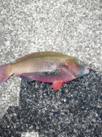 この魚の名前教えてください 奄美大島です ベラ系だとは思うのですがf Yahoo 知恵袋