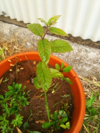 これ 栗の木の苗でしょうか 去年 道の駅で買った栗の実をゆで Yahoo 知恵袋