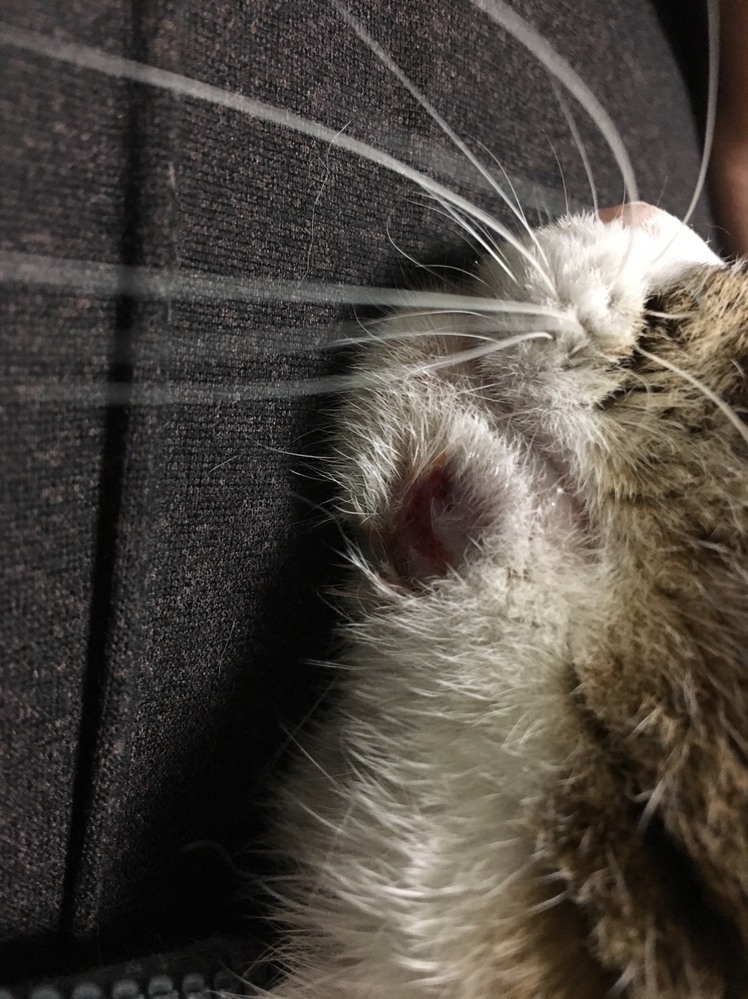 高齢猫の抜歯にかかる費用は、だいたいいくらほどかかりますか 