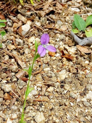 この花径約1cmの紫の花をつける植物 雑草 の名前を教えてください キキ Yahoo 知恵袋