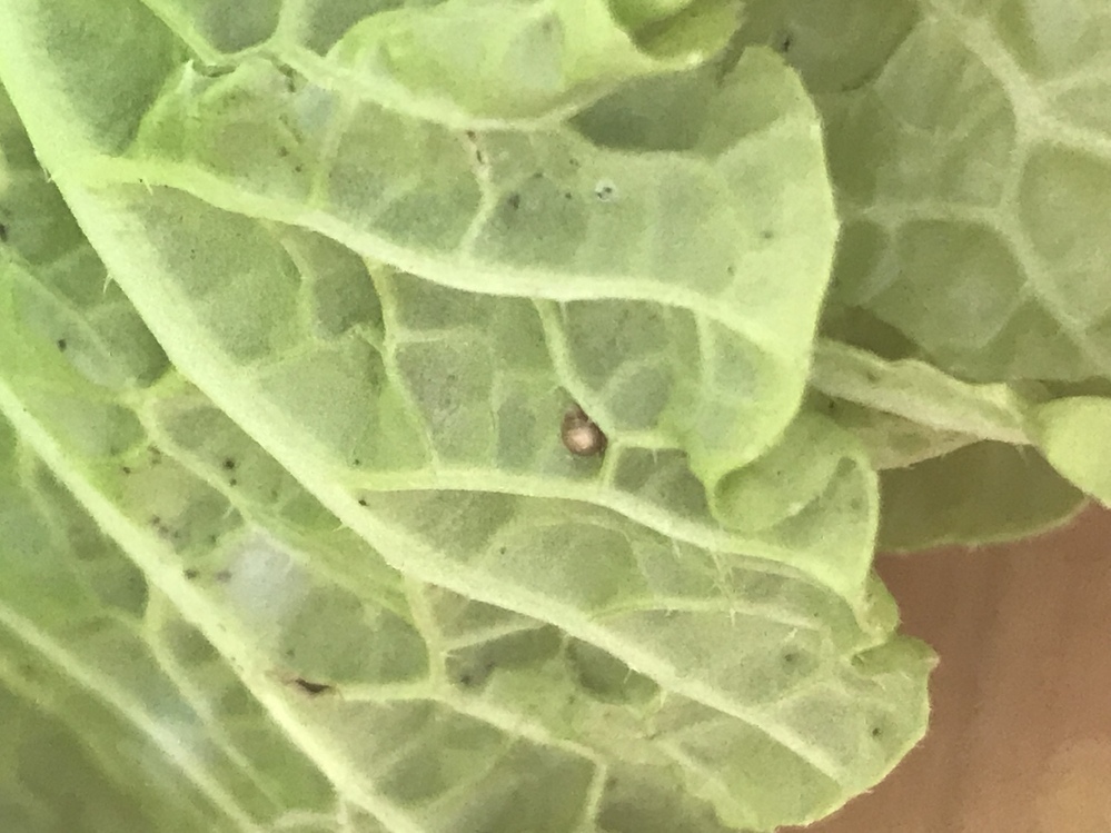 白菜の葉っぱです これって何かの虫の卵ですか もしもわかれば教えてください Yahoo 知恵袋