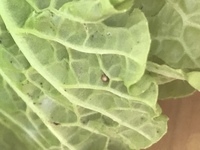 白菜の葉っぱです。これって何かの虫の卵ですか？もしもわかれば教えてください。 