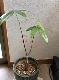 パキラって植え替えと剪定を同時にしてもいいんですか 春暖かく Yahoo 知恵袋