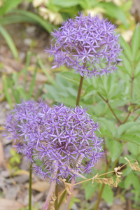 春咲く花で 花びら六枚の小さい紫色の花の名前が知りたい 葉っぱ細 Yahoo 知恵袋