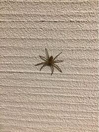 これってアシタカグモですが 大きさは大体4cmくらいです あともしアシタ Yahoo 知恵袋