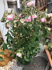 至急 バラの育て方について質問です 昨日の午後に花屋さんでバラの鉢を買 Yahoo 知恵袋