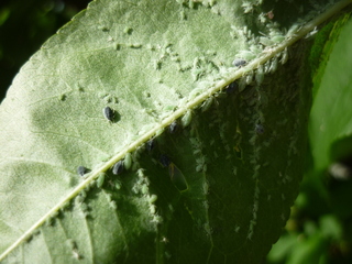 ハナモモの葉の裏に 白い虫がついて 葉が元気でなくなってきます アブラムシでし Yahoo 知恵袋