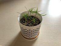 黒松の植え替え用の土として ホームセンターで観葉植物用の土を買いましたが大丈夫 Yahoo 知恵袋